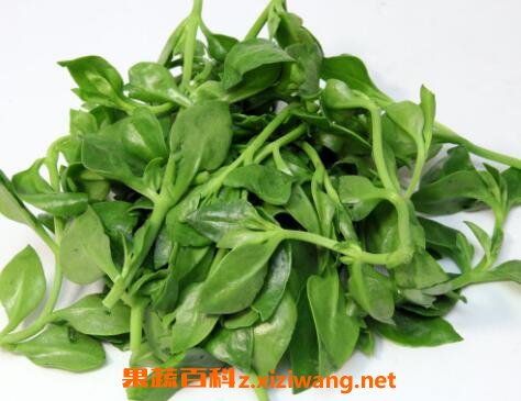 穿心莲的功效与作用及食用方法