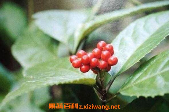 肿节风的功效与作用 肿节风的药用价值