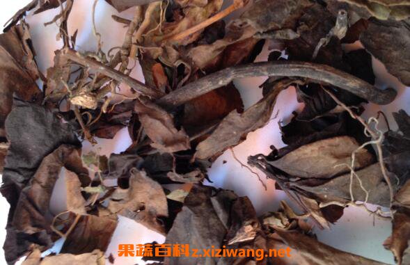 肿节风的功效与作用 肿节风的药用价值