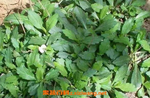魚(yú)鰍串的功效與作用 泥鰍串的藥用價(jià)值