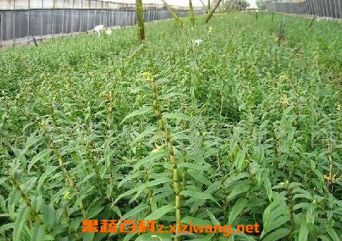 石斛的功效與作用及禁忌