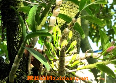 石斛的功效與作用及禁忌