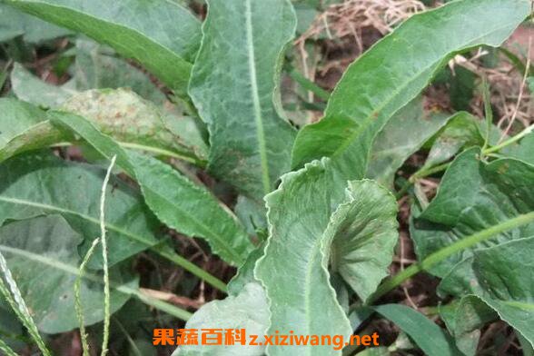 土大黄的功效与作用 土大黄的副作用