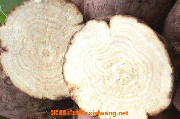 野葛根的作用与功效 吃野葛根的好处