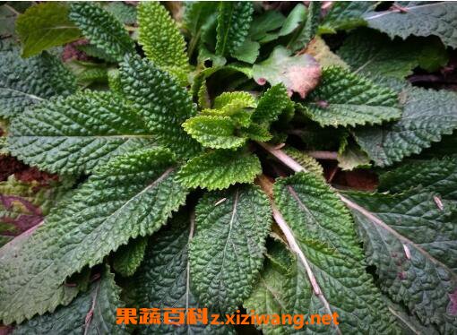 癞蛤蟆草的功效与作用及食用方法