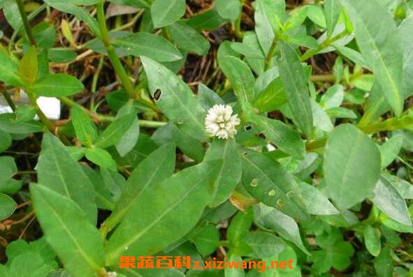 空心莲子草的功效与危害 空心莲子草如何根除