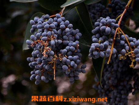 女贞子的功效与作用 女贞子的常见吃法