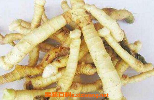玉竹的功效与作用及药用价值