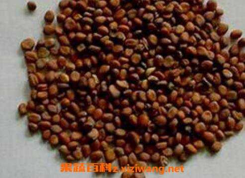 炒菜菔子的功效与作用