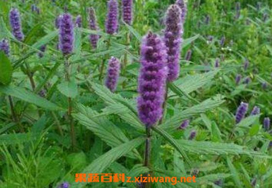 香薷草的功效與作用