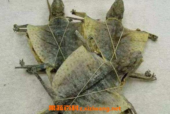 蛤蚧的功效与作用 蛤蚧的吃法