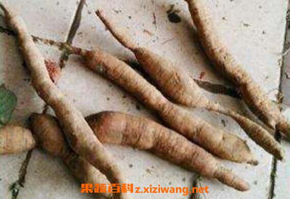 豬仔笠的功效與作用 豬仔笠還有什么名稱