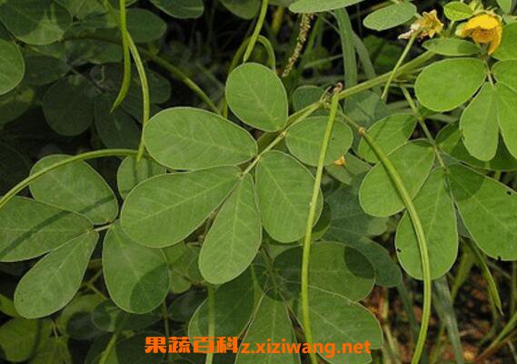 野花生藤的功效与作用