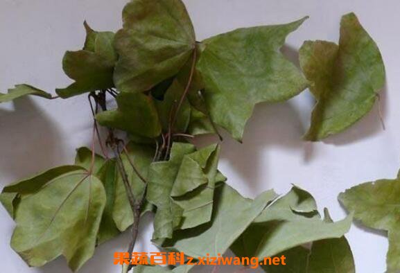 三角风的功效与作用及药用价值