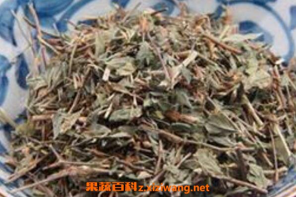 丁葵草的功效与作用及药用价值