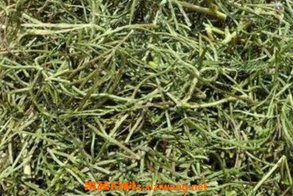 丁葵草的功效与作用及药用价值