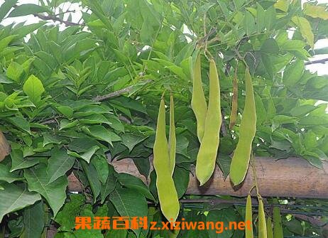 紫藤果的药用价值与功效