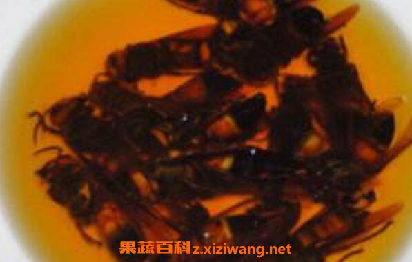 大黄蜂泡酒的作用与功效 大黄蜂泡酒的药用价值
