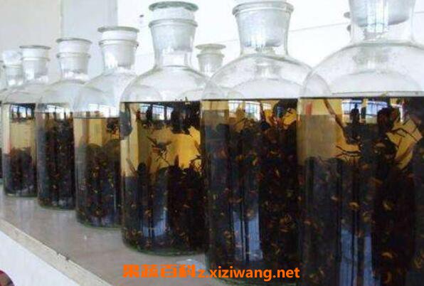 大黄蜂泡酒的作用与功效 大黄蜂泡酒的药用价值