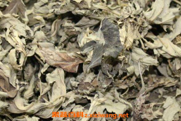 艾叶提取物的功效与作用