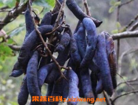 猫屎瓜的功效与作用及药用价值
