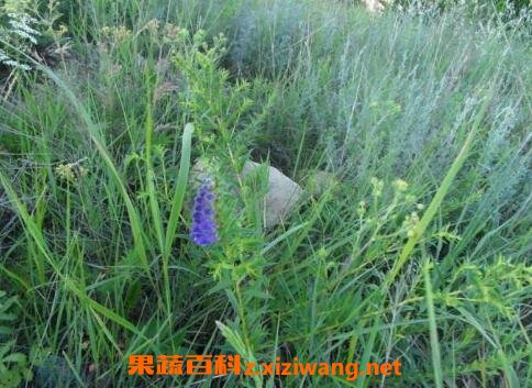 黄芹茎叶的功效与作用