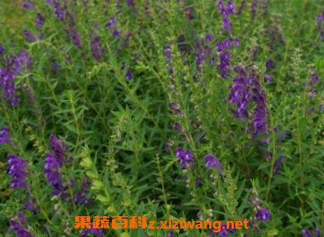 黄芹茎叶的功效与作用