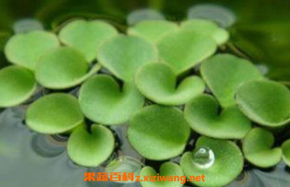 浮萍的功效与作用及药用价值