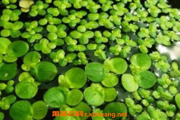 浮萍的功效与作用及药用价值