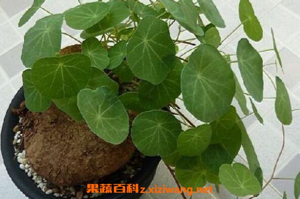 野生山乌龟的药用价值 山乌龟怎么食用方法