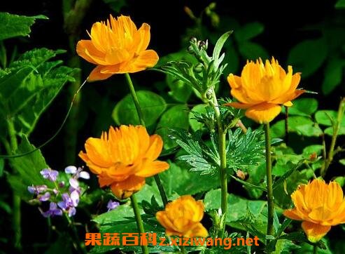 金莲花的功效与作用及禁忌