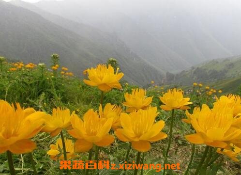 金莲花的功效与作用及禁忌