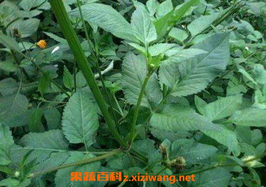 鬼针草能治高血压吗 鬼针草的功效与作用