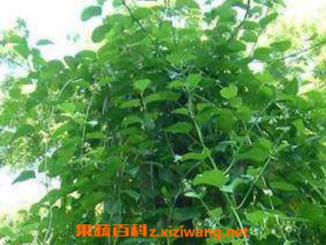 小苦藤的功效与作用及药用价值