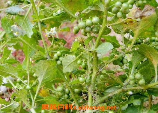龙葵煮水的功效与作用