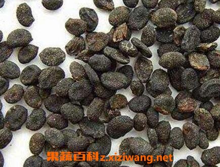 补骨脂的功效与作用及药用价值