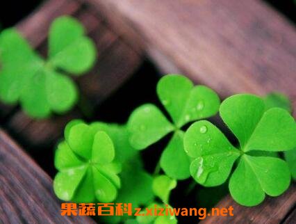 中药三叶草的功效与作用