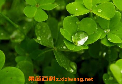 中药三叶草的功效与作用