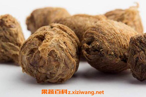 桑螵蛸泡水喝的功效与作用