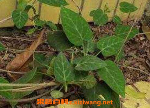 中药黑骨藤的功效与作用及药用价值