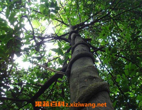 中药黑骨藤的功效与作用及药用价值