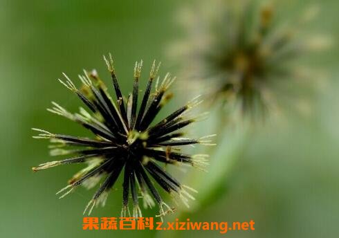 鬼针草的功效与作用及药用价值