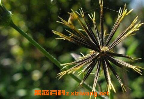 鬼针草的功效与作用及药用价值