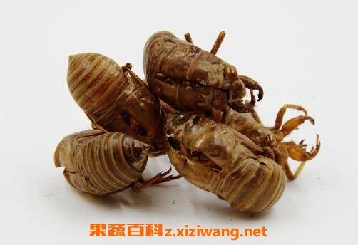 中药蝉衣的功效与作用