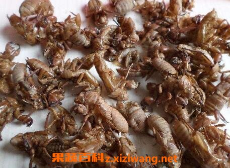 中药蝉衣的功效与作用