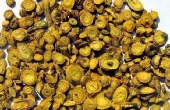 老水刺的功效与作用及药用价值