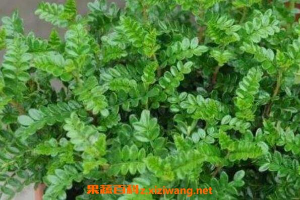 清香木的功效與作用 清香木的藥用價值