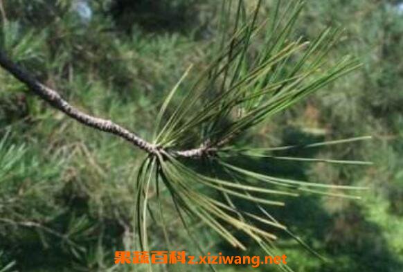 松针的药用价值 松针的危害