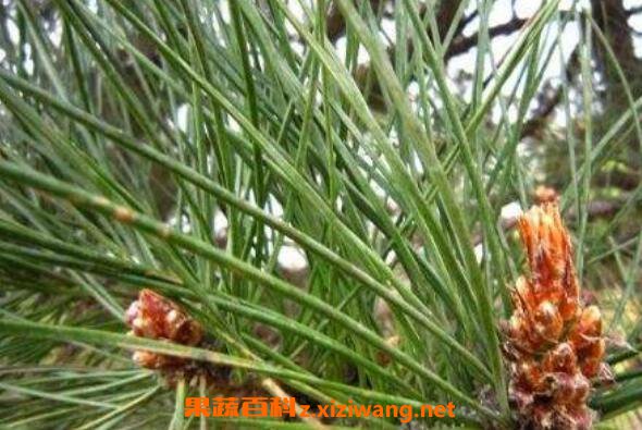 松针的药用价值 松针的危害