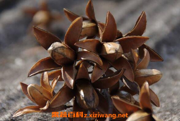 香椿树果子怎么服用 香椿树果子的服用方法